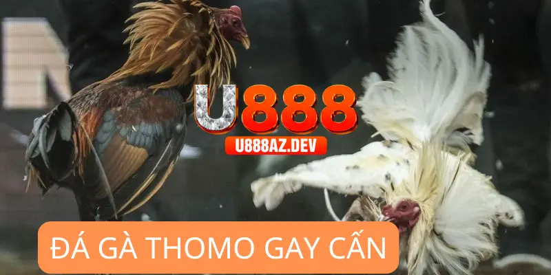 Đá gà U888 trực tiếp Thomo 