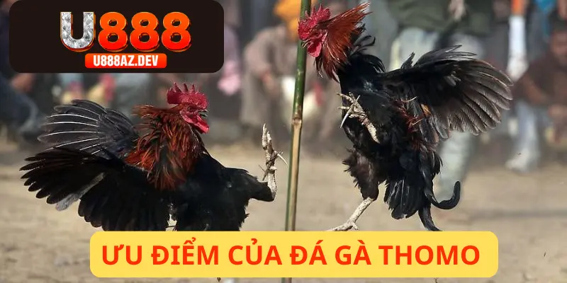 Tổng hợp đá gà Thomo U888 về những điểm nổi bật